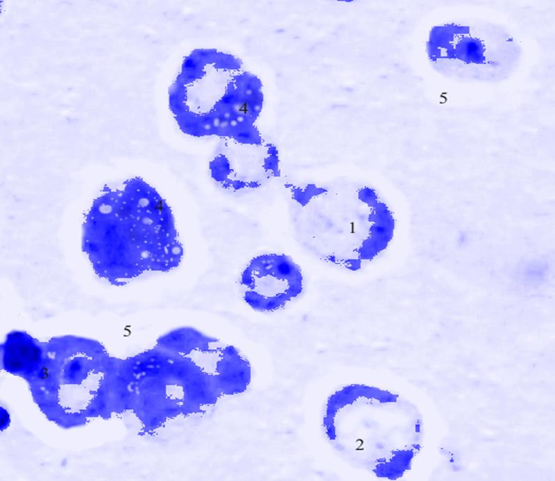 ris3
