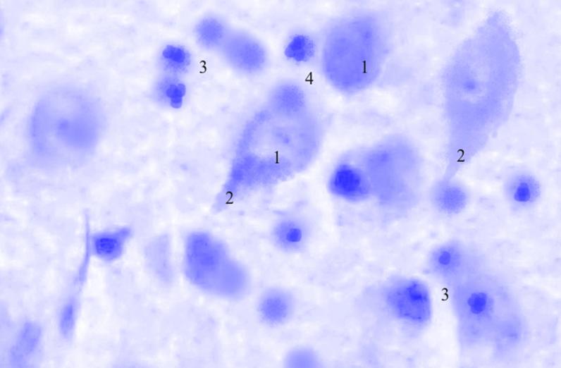 ris3