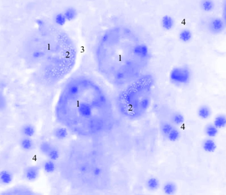ris3
