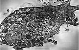 b00001311.jpg