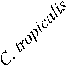 ondii